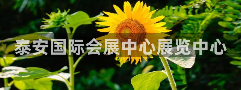 果博旗舰厅：泰安国际会展中心展览中心